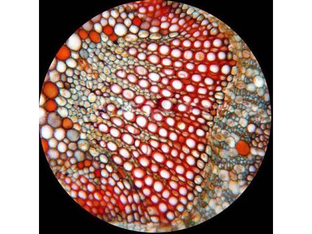LED Binocular Biological Compound Microscope 40X-1600X L571837