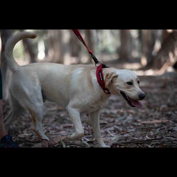 Tactical Leash R599