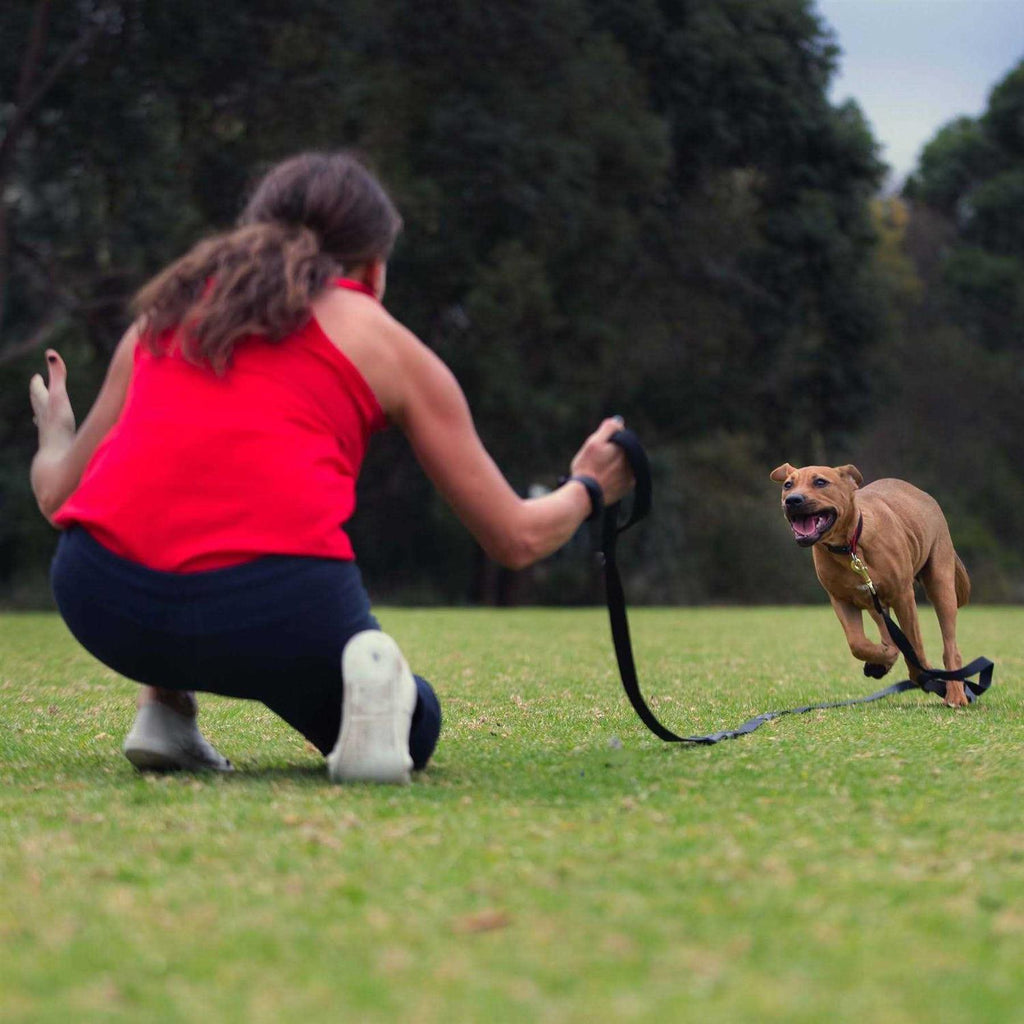 Leash T979