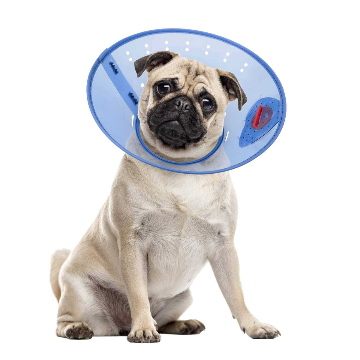 Calming Dog E-Collar X55940