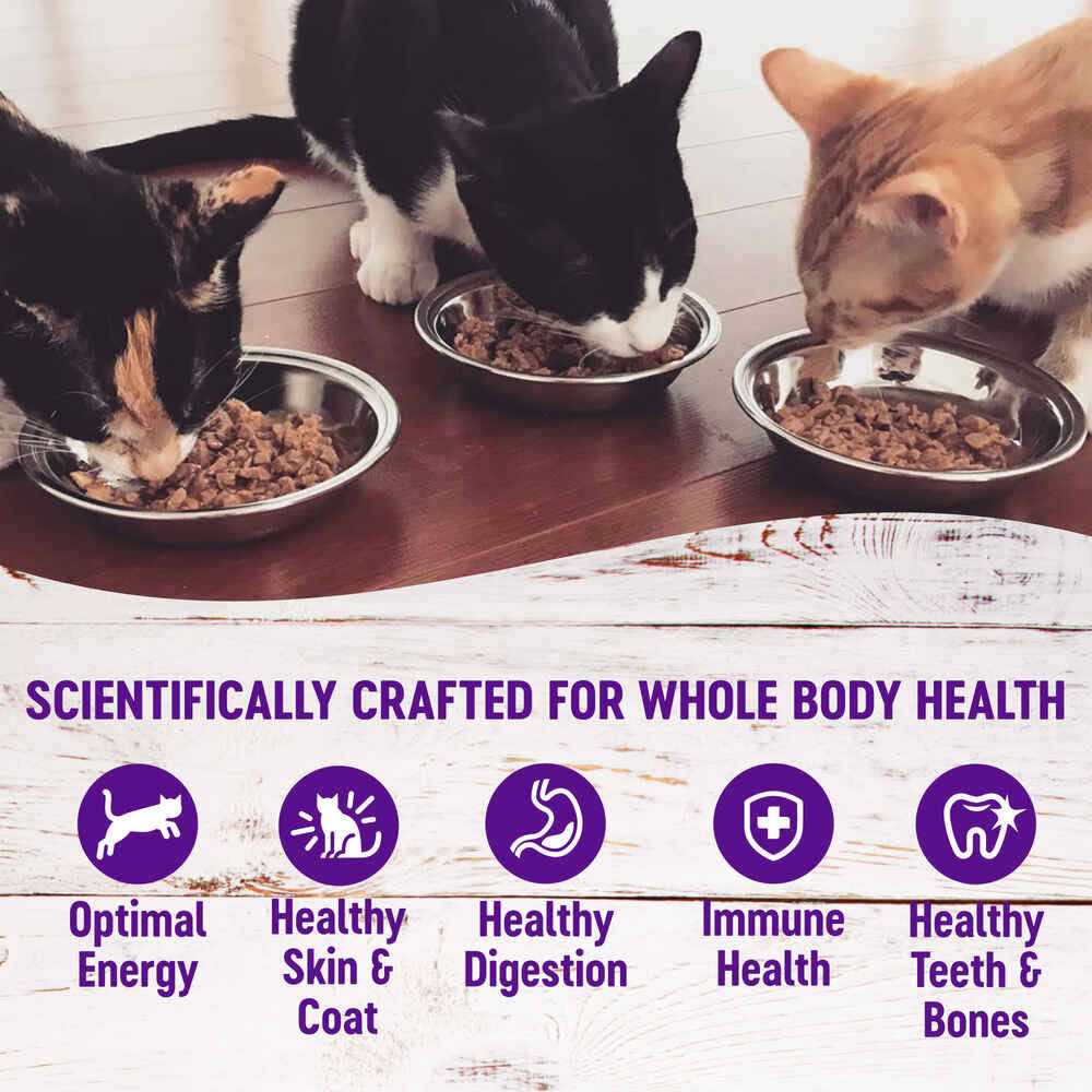 Cat Food I2264