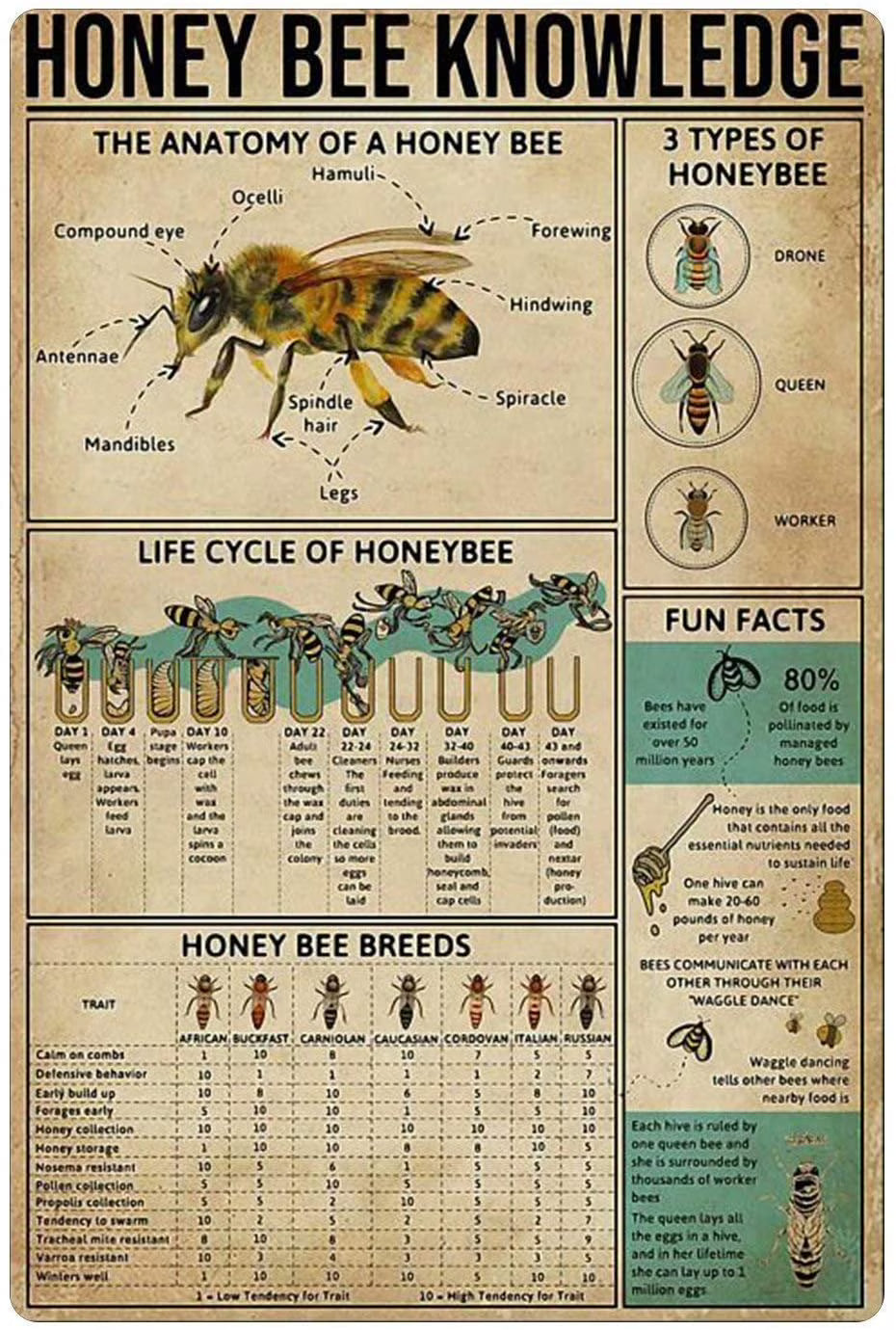 Vintage Tin Sign 12x16 Inch Honey Bee Anatomy Metal Sign Wall Decoration Plaque H64887