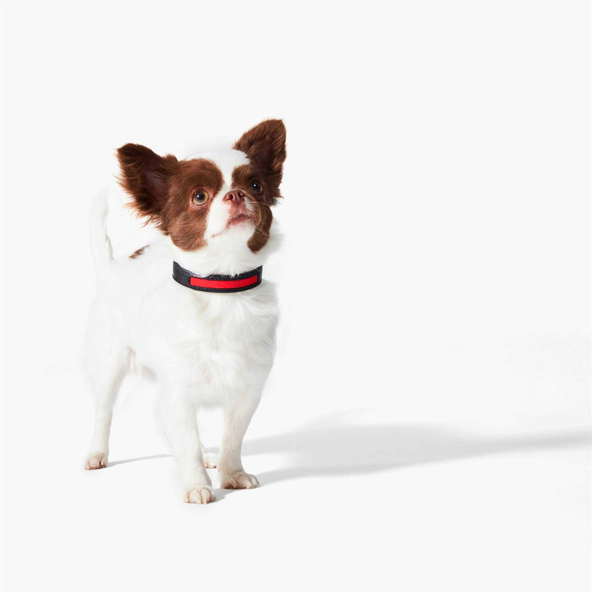 Calfskin Pet Collar F1529