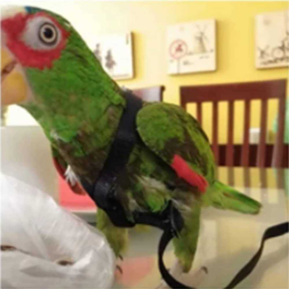 Adjustable Bird Harness and Leash L750060