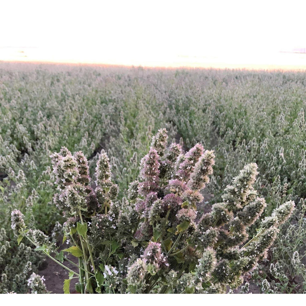 Silver Vine Catnip Mix Tub T644
